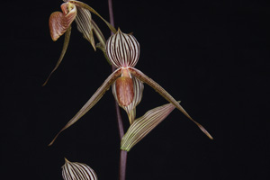 Paph. Bel Royal Dawn Marie HCC 78 pts